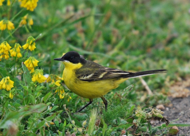 Cutrettola (Motacilla feldegg)